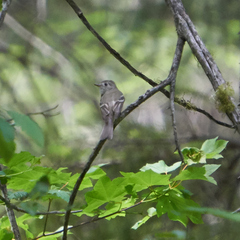 Empidonax
