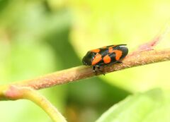 Cercopis vulnerata
