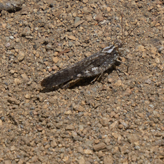 Trimerotropis