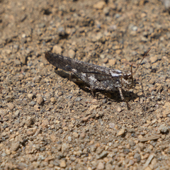 Trimerotropis