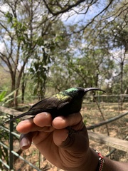 Nectarinia kilimensis