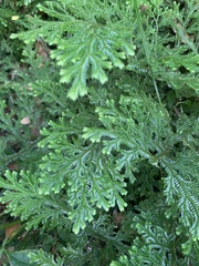 Selaginella pallescens
