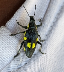 Polyclaeis longicornis