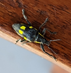 Polyclaeis longicornis