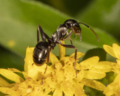 Formica subsericea