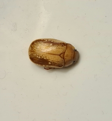 Anoplognathus concolor