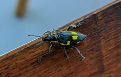 Polyclaeis longicornis