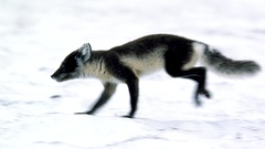 Vulpes lagopus