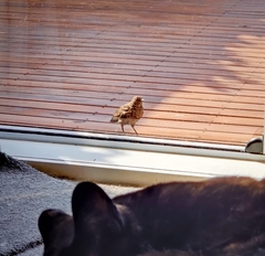 Turdus philomelos clarkei