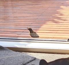 Turdus philomelos clarkei