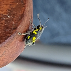 Polyclaeis longicornis