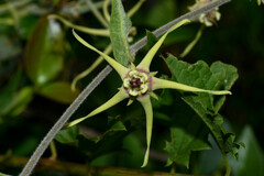 Oxypetalum pannosum