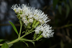 Malmeanthus subintegerrimus