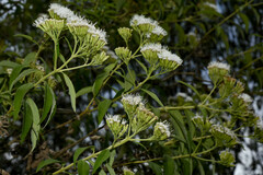 Malmeanthus subintegerrimus