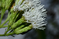 Malmeanthus subintegerrimus