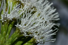 Malmeanthus subintegerrimus