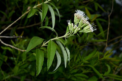 Malmeanthus subintegerrimus