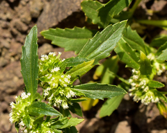Leucocera sessiliflora