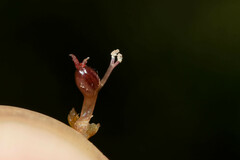 Podostemum comatum