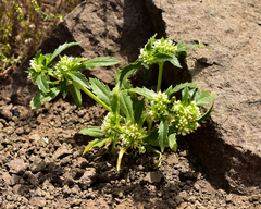 Leucocera sessiliflora