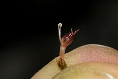 Podostemum comatum
