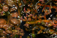 Podostemum comatum