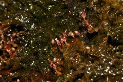 Podostemum comatum