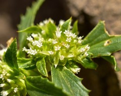 Leucocera sessiliflora