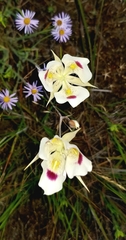 Calochortus eurycarpus