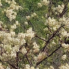 Anadenanthera colubrina