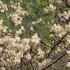 Anadenanthera colubrina