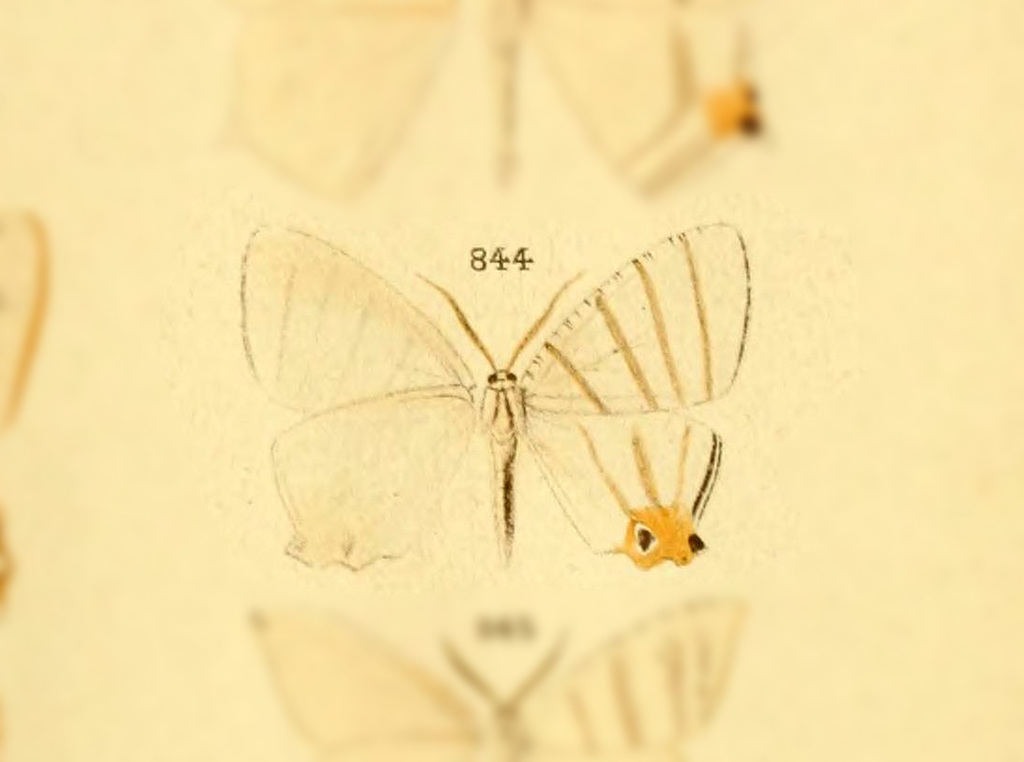 Psamathia chanchamayoria