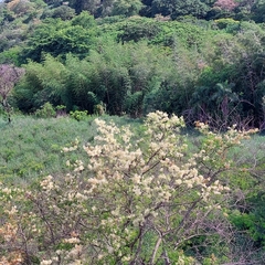 Anadenanthera colubrina