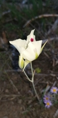 Calochortus eurycarpus