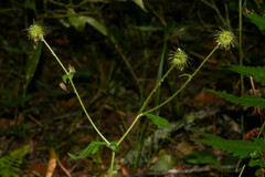 Geum boliviense