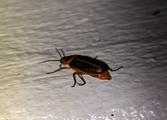 Lampyridae