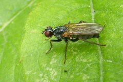 Cordilura