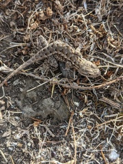 Sceloporus occidentalis occidentalis