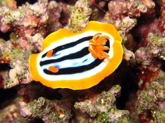 Chromodoris quadricolor