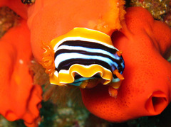 Chromodoris quadricolor