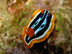 Chromodoris africana