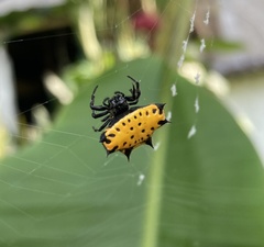 Gasteracantha cancriformis