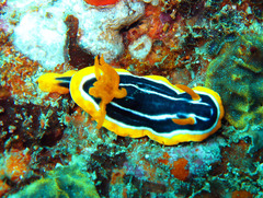 Chromodoris africana