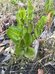 Muehlenbeckia adpressa