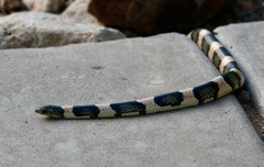 Rhinocheilus lecontei