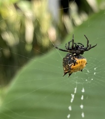 Gasteracantha cancriformis