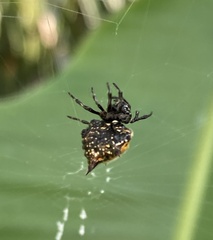 Gasteracantha cancriformis
