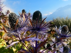 Eryngium alpinum