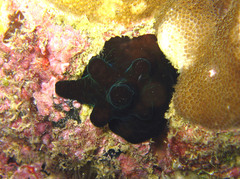 Coriocella nigra