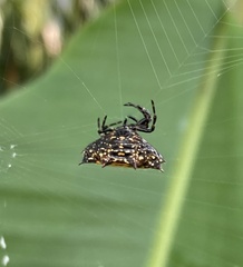 Gasteracantha cancriformis